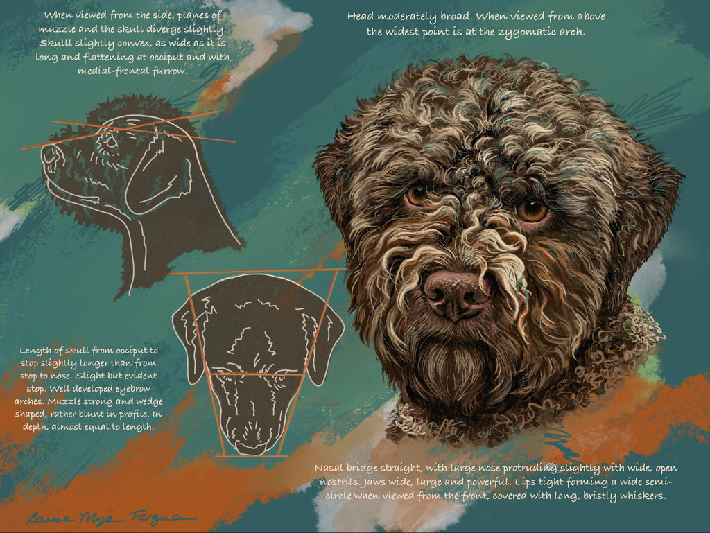 Lagotto Romagnolo Illustrated UK Breed standard- Head and Skull